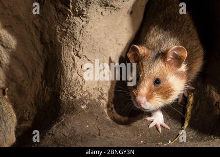 Hamster européen (Cricetus cricetus) adulte femelle, en terrier, captif. Banque D'Images