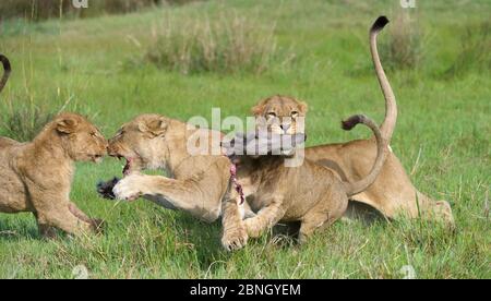 Lion (Panthera leo) fierté interagir sur tuer. Ici, un mineur a pris la proie de warthog de sa mère pendant qu'elle défend la proie d'un autre L. Banque D'Images