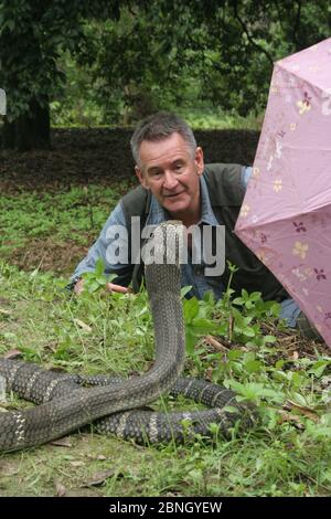 Animateur Nigel Marven, roi cobra (Ophiophage hannah) avec parapluie rose, Chine, mai 2013. Banque D'Images