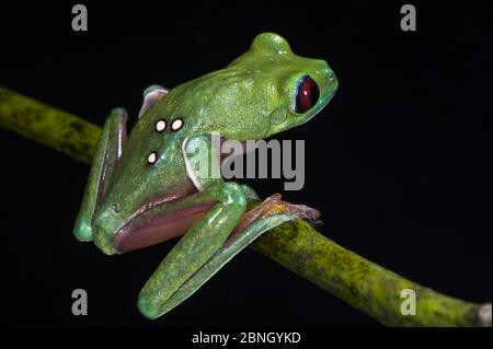 La grenouille foliaire (Agalychnis sparelli) en captivité se trouve en Colombie, au Costa Rica, en Équateur et au Panama. Banque D'Images