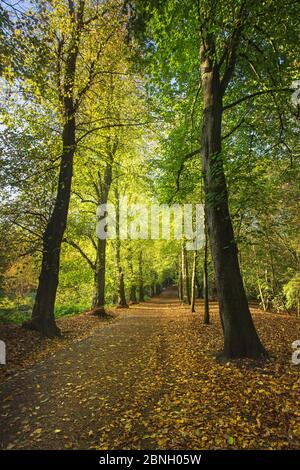 'Lime Avenue' une célèbre rangée de Lime Trees (Tilia SP) Hampstead Heath, Londres, Angleterre, Royaume-Uni. Octobre 2014. Banque D'Images