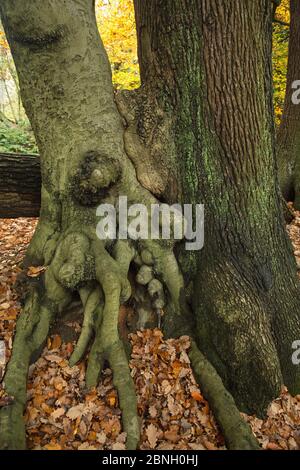 Hêtre (Fagus sylvatica) et chêne (Quercus robur) croissant si près les troncs se sont joints, un phénomène connu sous le nom d'inoscualtion, Hampst Banque D'Images