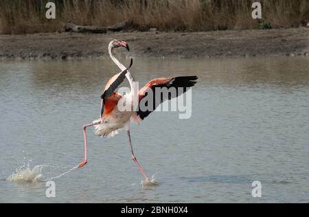 Grand flamants roses (Phoenicopterus roseus) en cours d'eau, Parc ornithologique du Pont de Gau, Camargue, France, mars. Banque D'Images