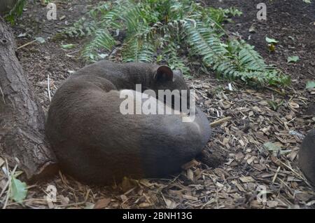 Fossa (Cryptoprocta ferox) Cat à Madagascar Banque D'Images