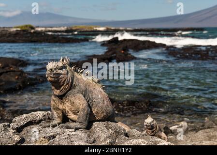 Grand iguana marin sain (Amblyrhynchus cristatus) sur l'île de Santiago, Galapagos. Banque D'Images