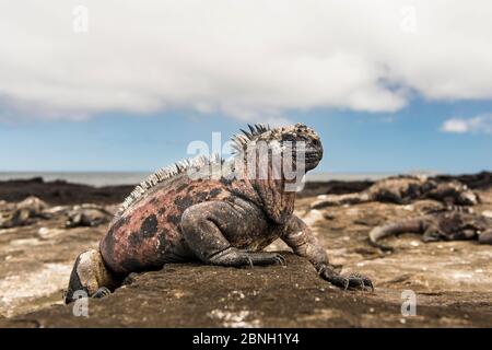 Grand iguana marin sain (Amblyrhynchus cristatus) sur l'île de Santiago, Galapagos. Banque D'Images