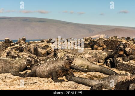 Grand groupe d'Iguana marins (Amblyrhynchus cristatus) se rassemblant sur les rochers côtiers, île Fernandina, Galapagos. Banque D'Images