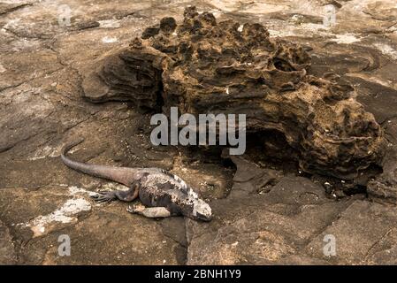 Grand iguana marin sain (Amblyrhynchus cristatus) sur l'île de Santiago, Galapagos. Banque D'Images