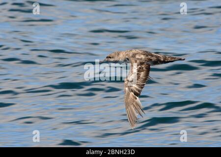 Le shearwater des Baléares (Puffinus mauretanicus), une espèce en danger critique, en vol au large de Lagos, Algarve, Portugal, juillet 2013. Banque D'Images