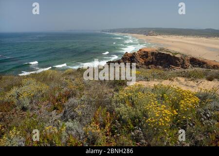 Paysage de Praia do Bordeira plage avec la plante de curry (Helichrysum italicum picardii) les touffes fleurissent en premier plan, sud-est Alentejo et Co Banque D'Images