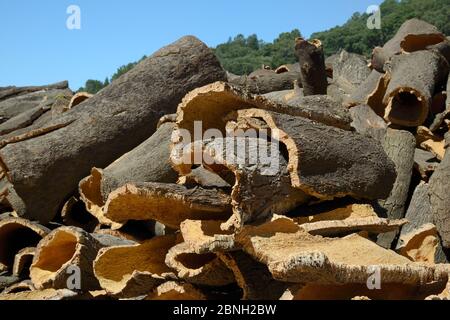 Écorce de chêne de liège fraîchement enlevée des chênes de liège (Quercus suber) et empilée pour sécher, Monchique, Algarve, Portugal, août 2013. Banque D'Images