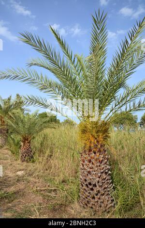 Jeune palmier crétois (Phoenix theophrasti) avec fruits en développement, village de Xerokambos, Lasithi, Crète, Grèce, mai 2013. Banque D'Images