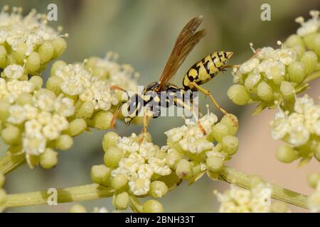 Guêpe de papier européen (Polistes dominula) fourraise sur le saphir de roche / fenouil de mer (Crithmum maritimum) floraison sur une plage de sable, Algarve, Portugal, août Banque D'Images