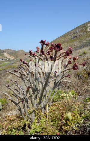 Arbre Aeonium / arbre houseleek (Aeonium arboreum atropureum), une espèce introdcuée des Canaries qui pousse sur une pointe côtière, Algarve, Portug Banque D'Images