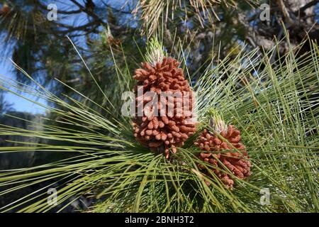 Des cônes mâles matures, produisant du pollen, d'un pin des îles Canaries (Pinus canariensis), endémiques aux Canaries, parc national du Teide, Tenerife, île des Canaries Banque D'Images