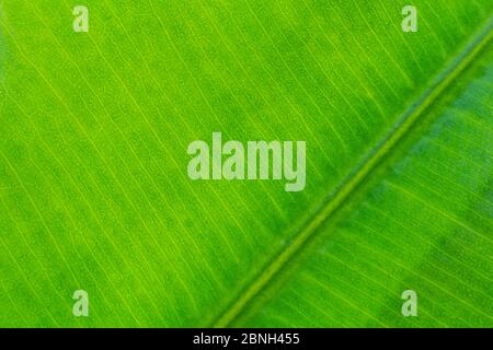 Photo macro de feuille de ficus vert. Nature texture bacille Banque D'Images