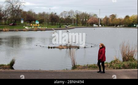 Un promeneur solitaire à l'étang de cygne et de canard dans le parc Knightswood, à Glasgow. Habituellement, le parc est regorgeant de personnes qui marchent, qui nourrissent les cygnes et les canards, mais maintenant, il est presque déserté et vide en raison de la pandémie de coronavirus Covid-19 qui traverse la Grande-Bretagne et le pays est en isolement et reste à la maison pour l'instant. Les gens sont autorisés à notre, brièvement pour une promenade et à l'exercice. Mai 2020. ALAN WYLIE/ALAY© Banque D'Images