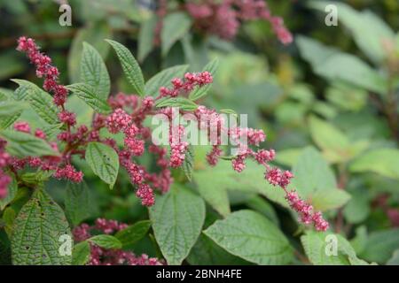 Ortie de montagne / Ortignon de los Montes (Gesnouinia arborea), un Canaries endémique, floraison dans la forêt montagnarde de Laurier, Parc rural d'Anaga, Ténérife, Mai. Banque D'Images