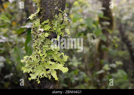 lobare d'arbre / Lung lichen (Lobaria pulmonaria) patch poussant sur un tronc d'arbre dans la forêt montagnarde de Laurel, montagnes Anaga, Tenerife, Mai. Banque D'Images