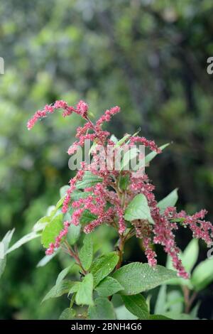 Ortie de montagne / Ortignon de los Montes (Gesnouinia arborea), un Canaries endémique, floraison dans la forêt montagnarde de Laurier, Parc rural d'Anaga, Ténérife, Mai. Banque D'Images