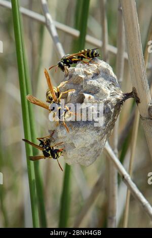 Femae Wasps (Polistes hellenicus) sur leur nid dans le scroland côtier, Lesbos / Lesvos, Grèce, Mai. Banque D'Images