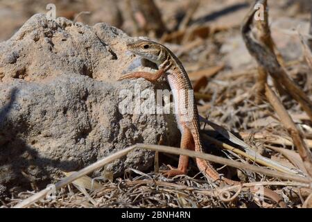 Lézard à œil de serpent (Ophisops elegans) soleil sur un rocher, Leros, îles Dodécanèse, Grèce, août. Banque D'Images