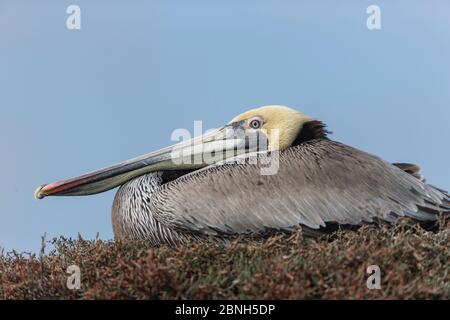 Pélican brun (Pelecanus occidentalis) Monterey Bay, Californie, États-Unis, mars. Banque D'Images