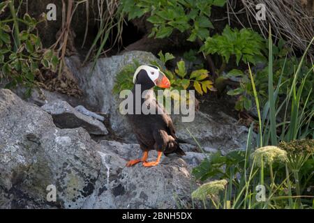 Macareux touffés (Fratercula cirrhota) Prince William Sound, Alaska, États-Unis, juillet. Banque D'Images