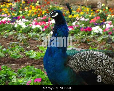 Mise au point sélective d'un paon bleu dans un champ avec les fleurs colorées en arrière-plan Banque D'Images