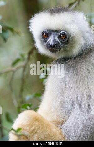 Portrait de Diademed sifaka (Propithecus diadema), Parc national d'Andasibe-Mantadia, Madagascar Banque D'Images