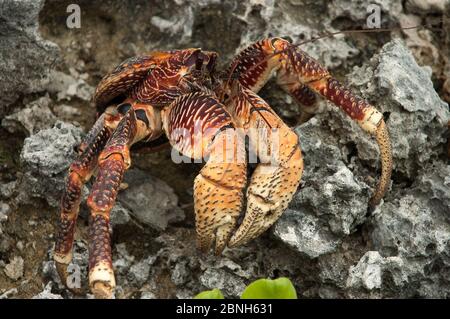 Crabe de coco (Birgus latro) Grand Terre, site naturel du patrimoine mondial, Aldabra Banque D'Images