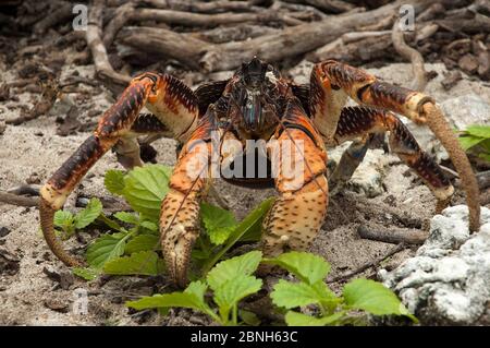 Crabe de coco (Birgus latro) Grand Terre, site naturel du patrimoine mondial, Aldabra Banque D'Images