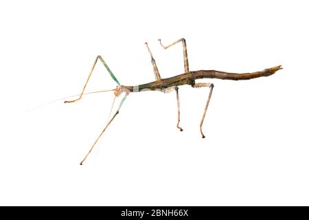 Bâton de marche géant (Megaphasma dentricus) femelle, animal de laboratoire captif.