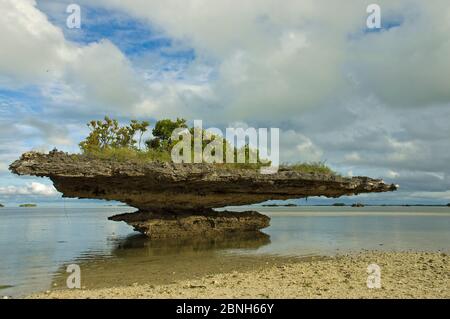 « champignon » de corail au-dessus de la marée basse dans le lagon, site du patrimoine naturel mondial, Aldabra, Océan Indien Banque D'Images