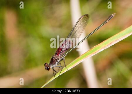 American rubyspot (Hetaerina americana) homme au repos, Texas, États-Unis, octobre. Banque D'Images