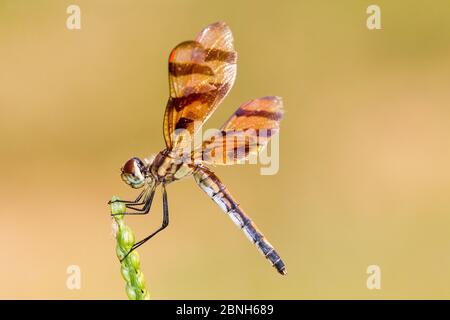 Halloween pennant dragonfly (Celithemis eponina) femme, Texas, États-Unis, août. Banque D'Images