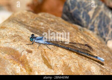 Danseuse en poudre damselfly (Argia moesta) mâle, Arkansas, États-Unis, juin Banque D'Images