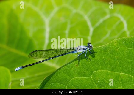 Danseuse en poudre damselfly (Argia moesta), homme, Texas, États-Unis, juin. Banque D'Images