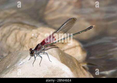 Américain rubyspot (Hetaerina americana) mâle reposant sur la roche, Texas, États-Unis, octobre. Banque D'Images