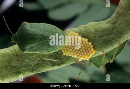 Southern green stink bug (Nezara viridula) femelle en ponte. Des espèces de ravageurs introduits en Australie. Banque D'Images