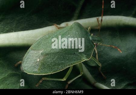 Insecte vert du sud (Nezara viridula) . Introduit des espèces nuisibles en Australie. Banque D'Images