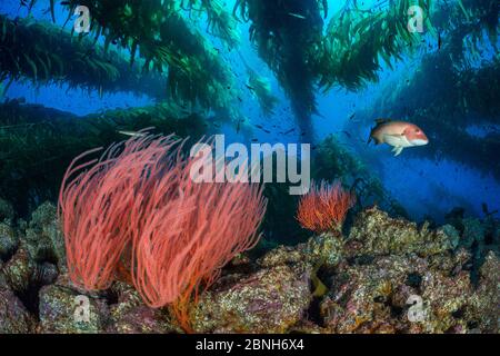 Gorgoniens rouges (Lophogorgia chilensis) qui poussent sous une forêt de varech géant (Macrocystis pyrifera), avec tête de mouton femelle de Californie (Semicossyphus pul Banque D'Images