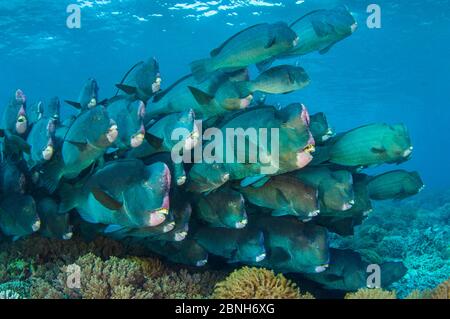 Le parrotfish à tête de pompe (Bolbometoponon muricatum) se rassemble à l'aube sur un récif corallien peu profond. Île de Sipadan, Sabah, Bornéo, Malaisie. Mer de Celebes. Vulnérable Banque D'Images
