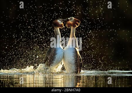 Beaucoup de grèbes huppés (Podiceps cristatus) paire dans les fréquentations mauvaises herbes "dance" dans la lumière du matin, le Pays de Galles, Royaume-Uni, février. Banque D'Images