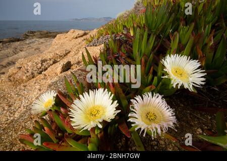 Plante de glace (Carpobrotus edulis) une espèce introduite et envahissante, Corse / Corse, France, mai Banque D'Images