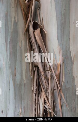 Écorce de gommage de la gomme bleue de Tasmanie (Eucalyptus globulus) sur le tronc d'arbre, espèce introduite, Corse, France Mai Banque D'Images