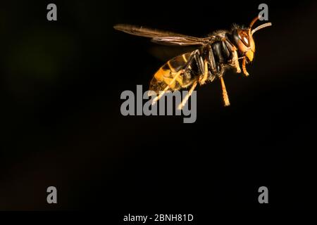 Guêpe prédatrice asiatique (Vespa velutina nigrithorax) espèce envahtrice, en vol, chasse aux abeilles, Nantes, France Banque D'Images