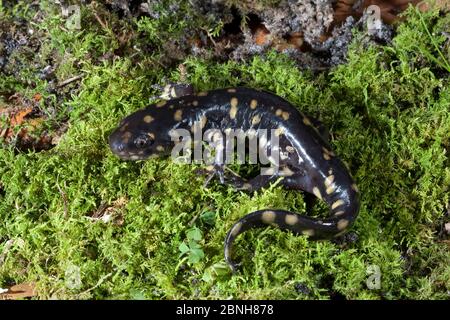 Salamandre tigrée de l'est (Ambystoma tigrinum) Floride du Nord, États-Unis, décembre. Banque D'Images