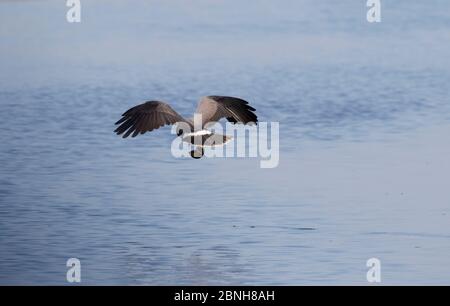 Cerf-volant (Rostrhamus sociabilis) mâle volant avec une proie d'escargot de pomme dans les talons, Parc national des Everglades, Floride du Sud, États-Unis, avril. Banque D'Images