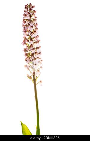 Lady Orchid (Orcis purpurea) en fleur, Maine-et-Loire, France, mai meetyourneighbors.net projet